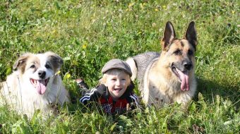 Les bergers allemands et les enfants sont-ils compatibles ?